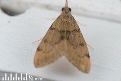 Uresiphita