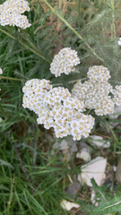 Achillea millefolium