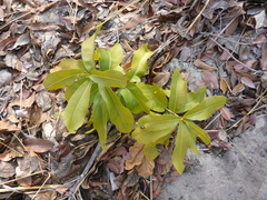 Diospyros mespiliformis