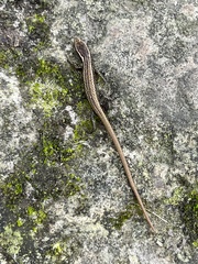 Riama striata