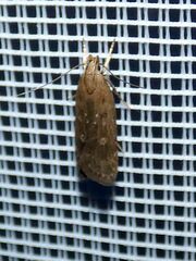 Helcystogramma triannulella