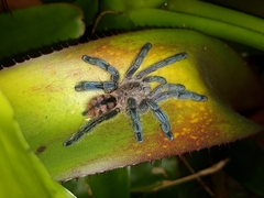 Pachistopelma rufonigrum