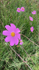 Cosmos bipinnatus