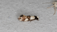 Monopis icterogastra