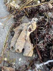 Callyspongia aculeata