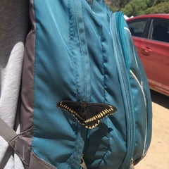 Battus polydamas psittacus