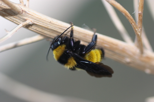 Sonoran Bumble Bee
