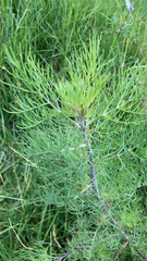 Eupatorium capillifolium