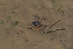 Nassarius pullus