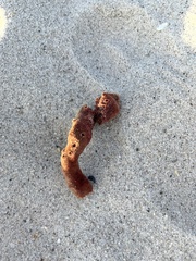 Amphimedon compressa