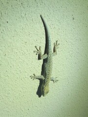 Lygodactylus chobiensis