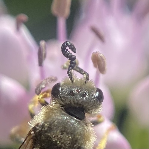 Orange-legged Furrow Bee photographed in Minnesota