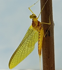 Ameletopsis perscitus