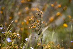 Dillwynia phylicoides