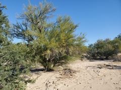 Parkinsonia microphylla