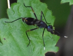 Taeniaptera trivittata