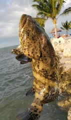 Epinephelus itajara
