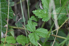 Taeniaptera trivittata
