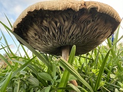 Chlorophyllum molybdites image