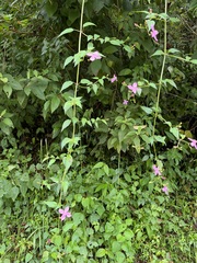 Arthrostemma ciliatum