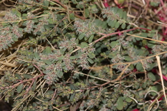 Euphorbia stictospora