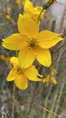 Bidens