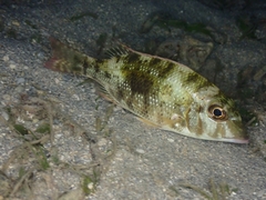 Lethrinus harak