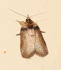 Nycteola indica