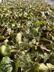 Eupatorium compositifolium