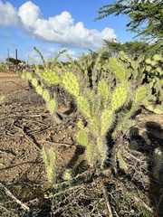 Opuntia caracassana