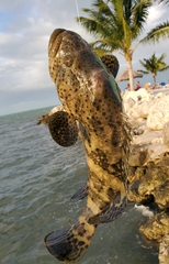 Epinephelus itajara
