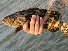 Epinephelus itajara