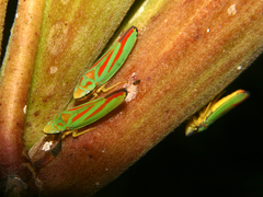 Graphocephala fennahi