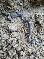 Indotyphlops braminus