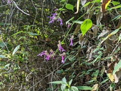 Salvia purpurea
