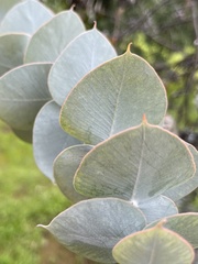 Eucalyptus crucis
