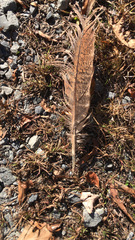 Phasianus colchicus