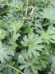 Callirhoe involucrata