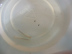 Branchinecta sandiegonensis