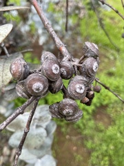 Eucalyptus crucis