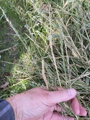Urochloa