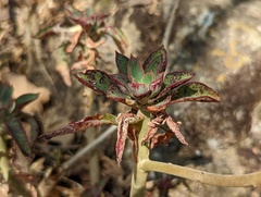 Echeveria chapalensis