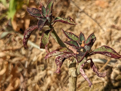 Echeveria chapalensis