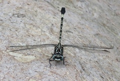 Progomphus clendoni