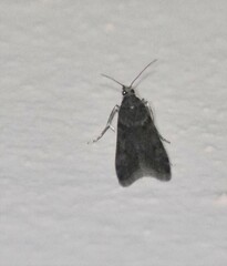 Pyraloidea
