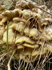 Laetiporus gilbertsonii