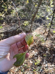 Crataegus viridis