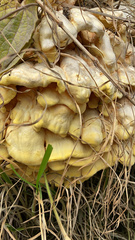 Laetiporus gilbertsonii