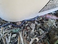 Indotyphlops braminus