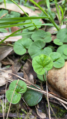 Dichondra repens